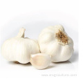 Loose Packing Top Fresh White Garlic